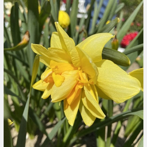 Narcis Apotheose 5 lg