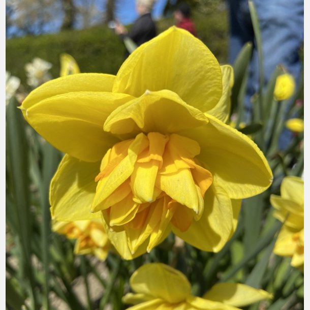 Narcis Apotheose 8 lg