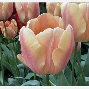 Tulip Apricot Foxx 8 lg