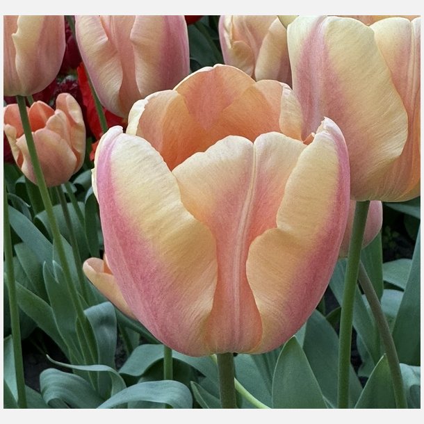 Tulipan Apricot Foxx 8 lg