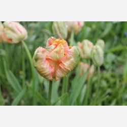 Tulipan Apricot Parrot 6 lg