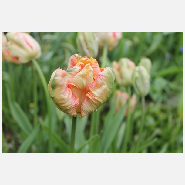 Tulipan Apricot Parrot 6 lg