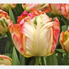 Tulipan Apricot Parrot 6 lg