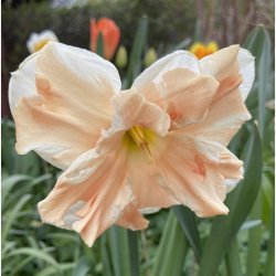 Narcis Apricot Whirl 5 lg