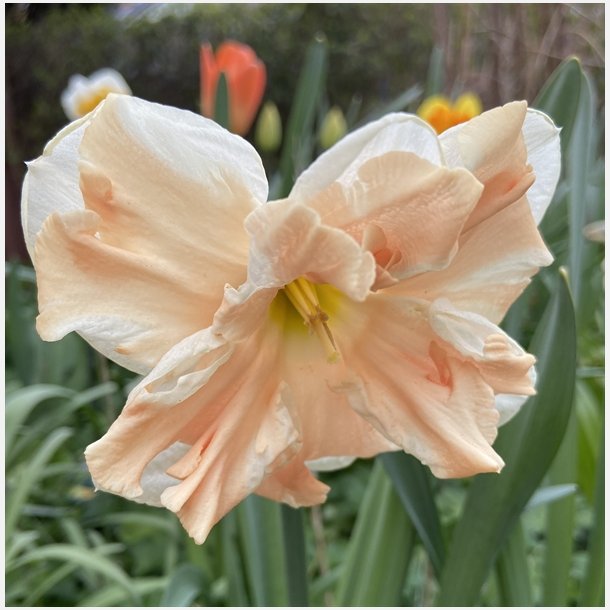 Narcis Apricot Whirl 5 lg