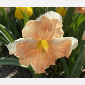 Narcis Apricot Whirl 5 lg