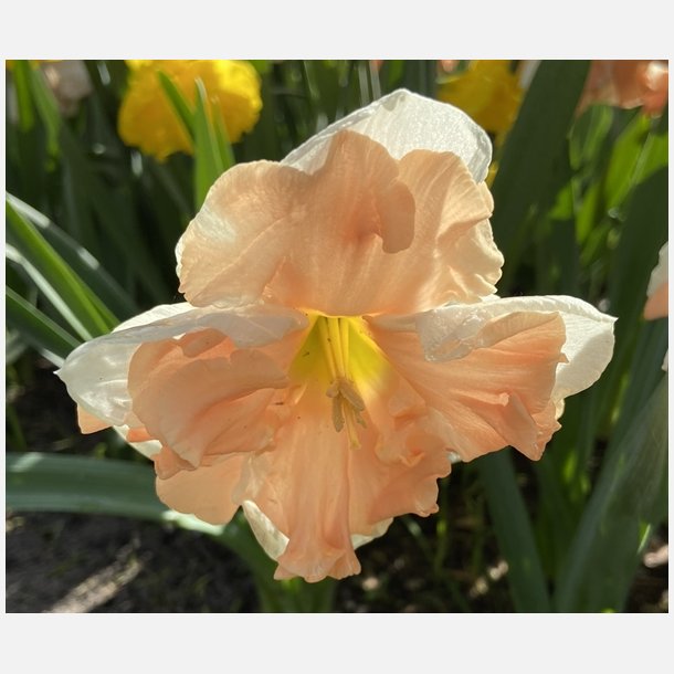 Narcis Apricot Whirl 5 lg