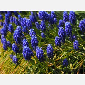 Perlehyacint Armeniacum 30 lg 