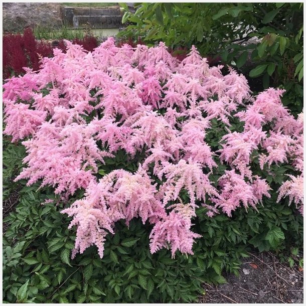 Astilbe Fireworks Pink