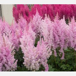 Astilbe Ice Cream