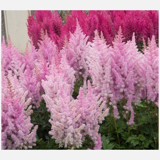 Astilbe Ice Cream