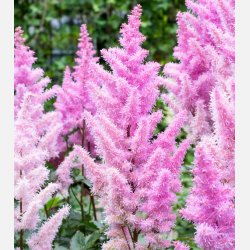 Astilbe Ice Cream