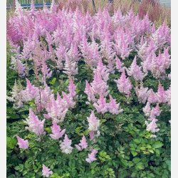 Astilbe Ice Cream