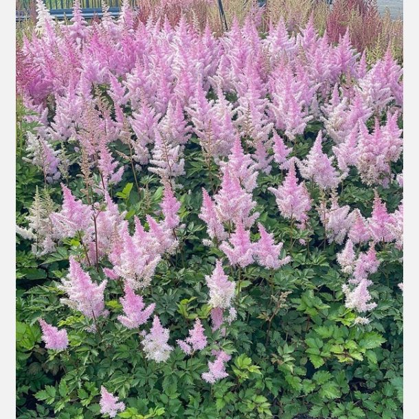 Astilbe Ice Cream