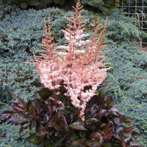 Astilbe Spotlight