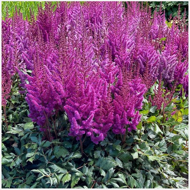 Astilbe Vision in Red