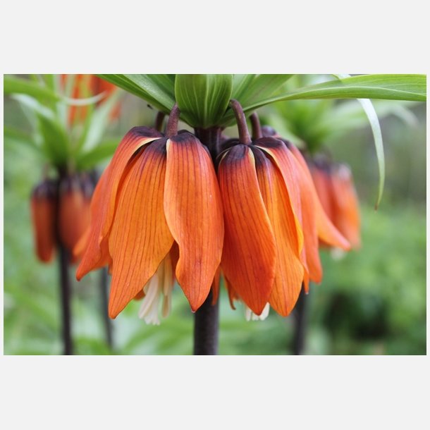 Kejserkrone Rubra imperialis 1 lg