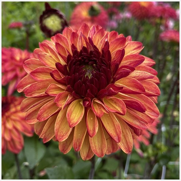 Dahlia Autumn Pumpkin/Ding a Dong