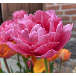 Tulipan Aveyron 8 lg