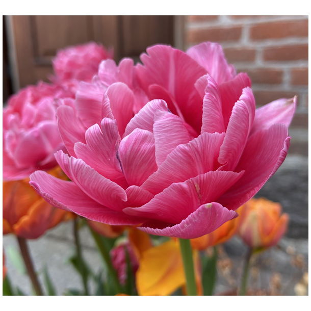 Tulipan Aveyron 8 lg