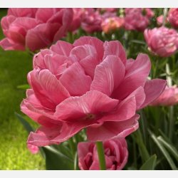 Tulipan Aveyron 8 lg