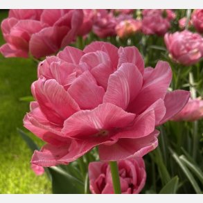 Tulipan Aveyron 8 lg