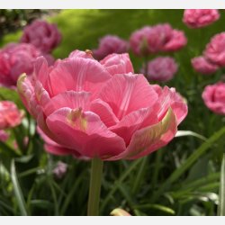 Tulipan Aveyron 8 lg