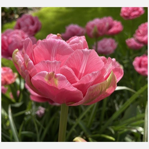 Tulipan Aveyron 8 lg