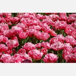 Tulipan Aveyron 8 lg