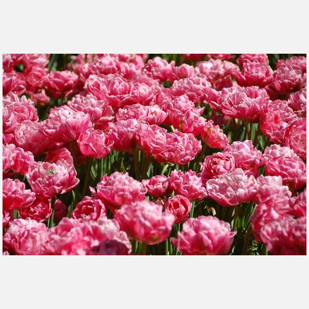 Tulipan Aveyron 8 lg