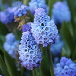 Muscari Azureum Blue 20 lg
