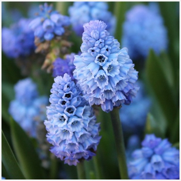 Muscari Azureum Blue 15 lg