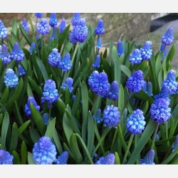 Muscari Azureum Blue 20 lg