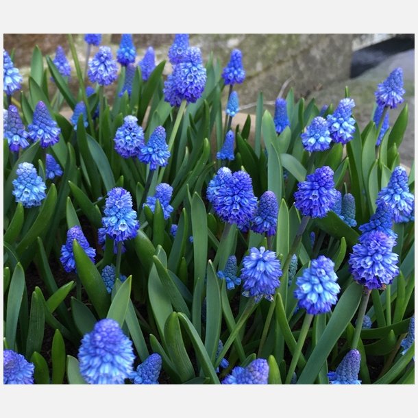 Muscari Azureum Blue 20 lg