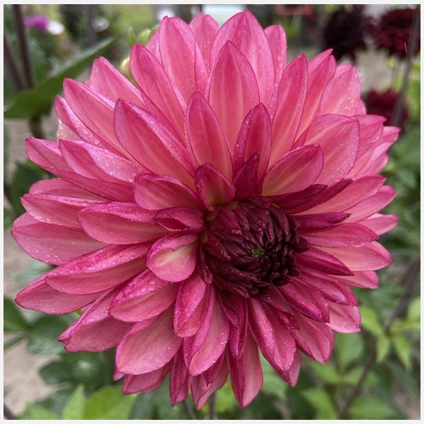 Dahlia Bacardi 