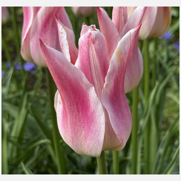 Tulipan Ballade Lady 5 lg