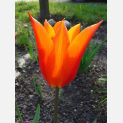 Tulipan Ballerina 8 lg