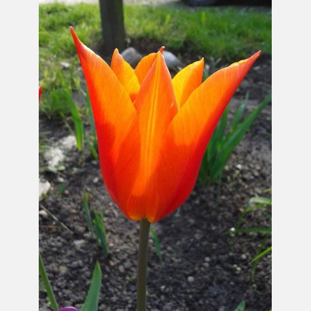 Tulipan Ballerina 8 lg