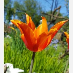 Tulipan Ballerina 8 lg