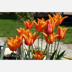 Tulipan Ballerina 8 lg
