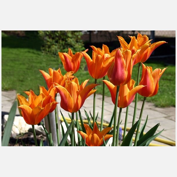 Tulipan Ballerina 8 lg