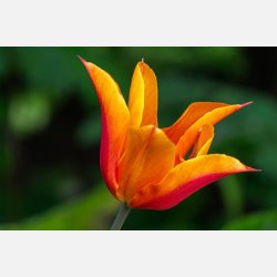 Tulipan Ballerina 8 lg