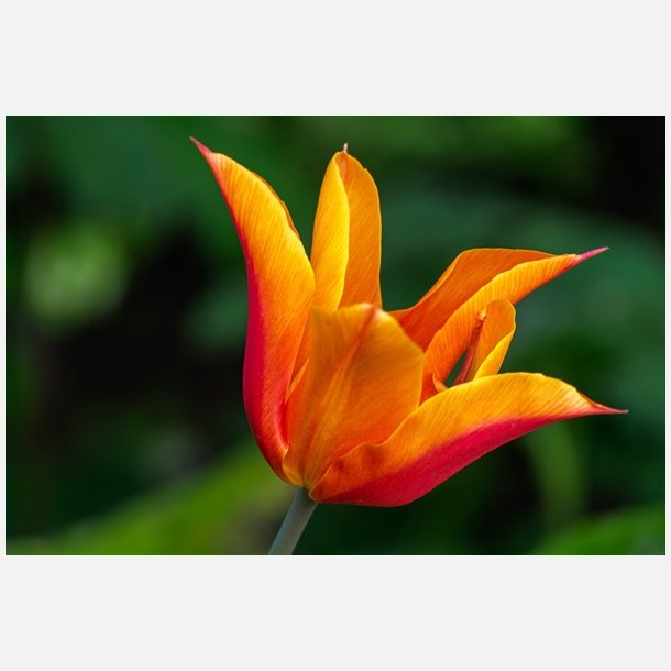 Tulipan Ballerina 8 lg