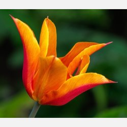Tulipan Ballerina 8 lg