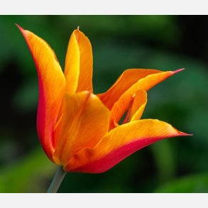 Tulipan Ballerina 8 lg