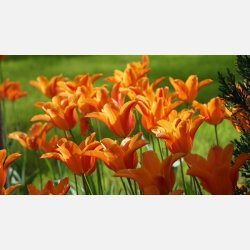 Tulipan Ballerina 8 lg