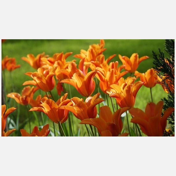 Tulipan Ballerina 8 lg