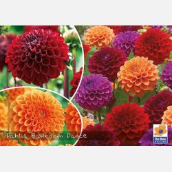 Dahlia mix Ball Room 