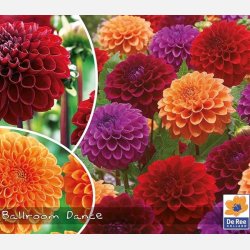 Dahlia mix Ball Room 