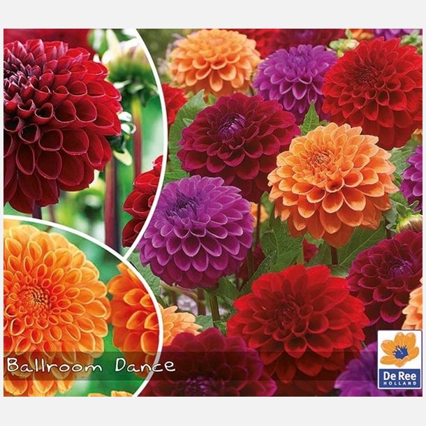 Dahlia mix Ball Room 